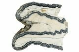 Mammoth Molar Slice With Case - South Carolina #335362-1